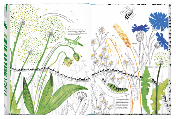 Тысяча и один муравей