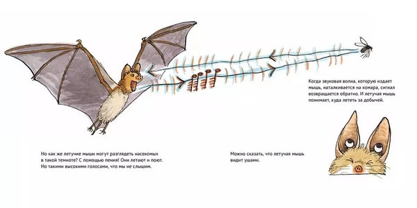 Удивительные летучие мыши. Мартин Эмтенес