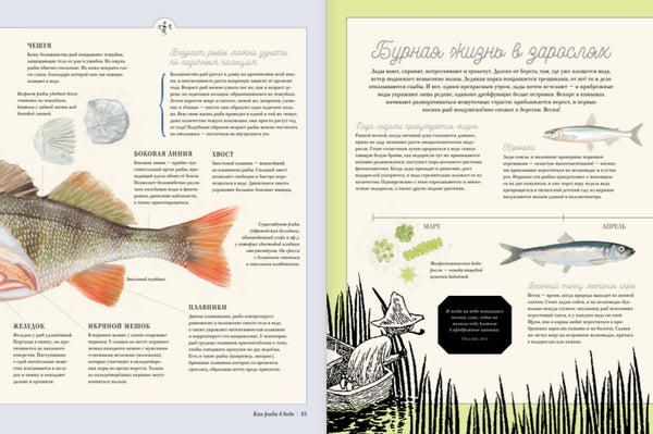 Муми-тролли на рыбалке. Туве Янссон, Алекс Харди, Сесилия Дэвидсон, Сесилия Хеккиля