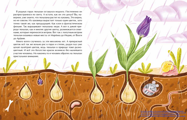 Тюльпан. Цветок султанов и мельников. Николай Назаркин